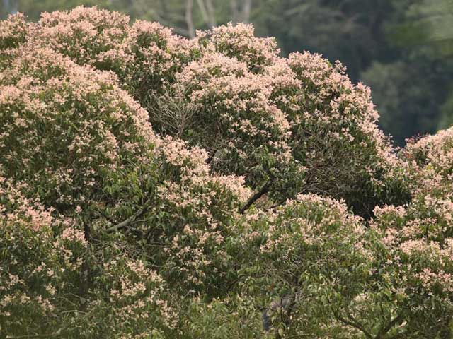 Sinharaja Rain Forest